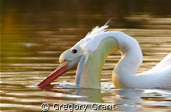 pelican feeding at dusk by Gregory Grant 